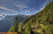 nel bosco